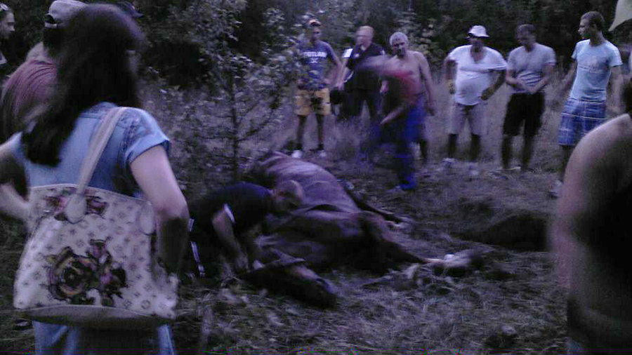 Спасатели вытянули коня из колодца asa2