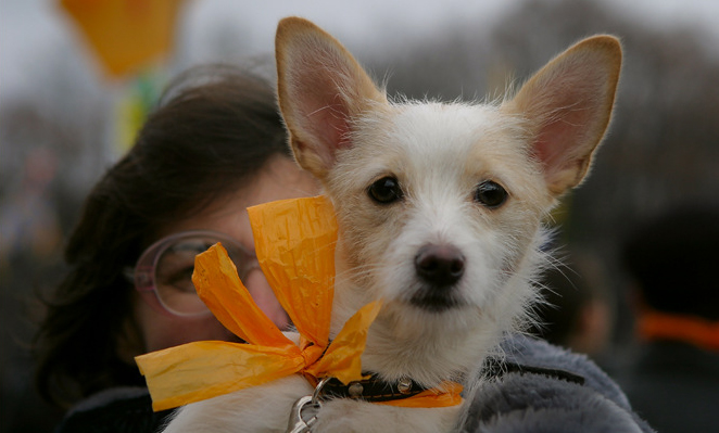 doggyorange