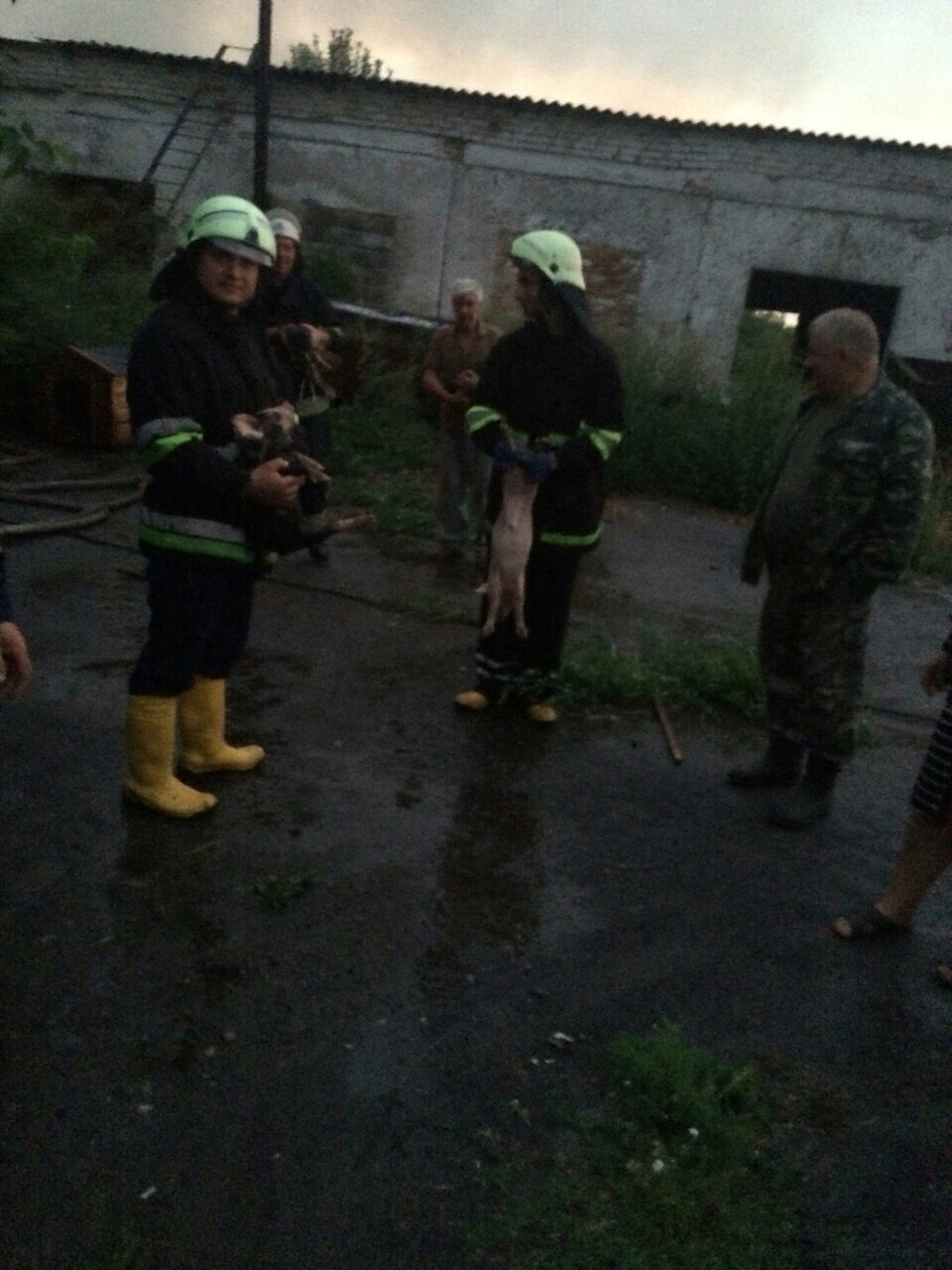 В пожаре на Киевщине погибло 110 животных