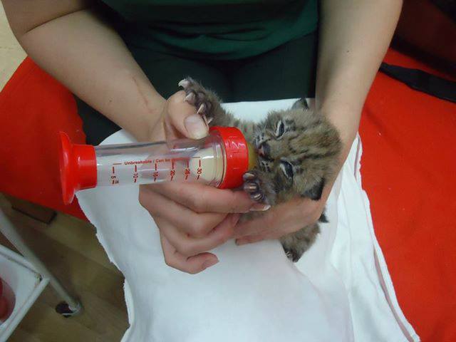 Алена Шоптенко хочет стать опекуном рыси shoptenkorys3