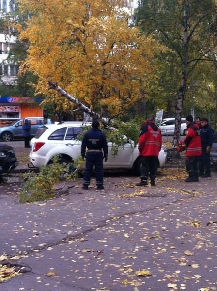 В столице на автомобиль рухнуло дерево (фото)