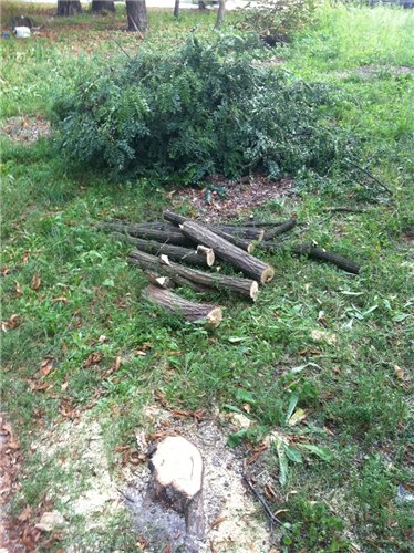 “Домашний магазин” пытался вырезать сквер у Дома престарелых на Святошино