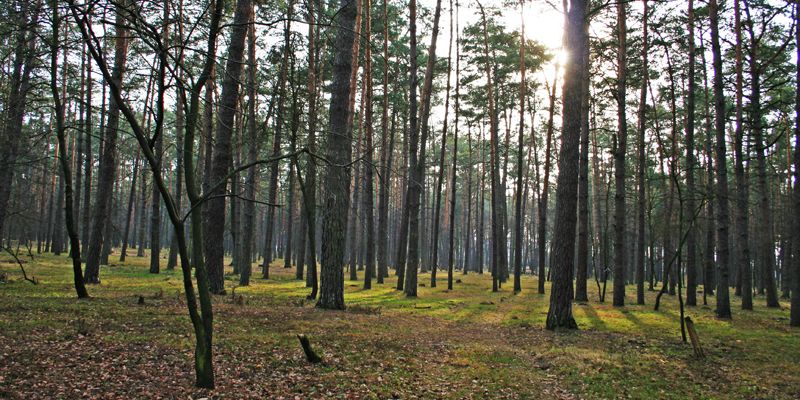 109 га Беличанского леса возвращены государству