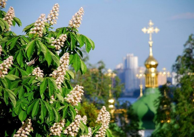 Каштаны в современном Киеве расти уже не хотят