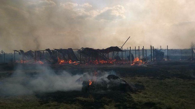 Под Киевом подожгли приют для животных. Сгорело около 70 собак