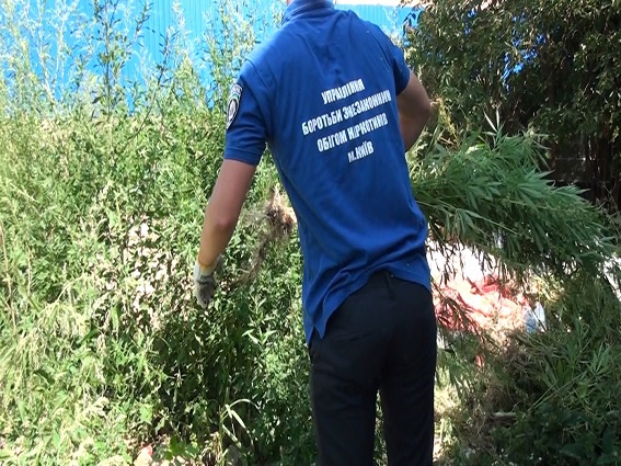 В Киеве на Подоле милиция нашла 750 кустов конопли (видео)