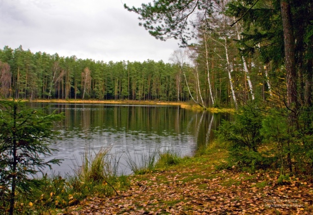 У частников хотят отобрать 17 га леса с озером, которые они получили для научных экспериментов