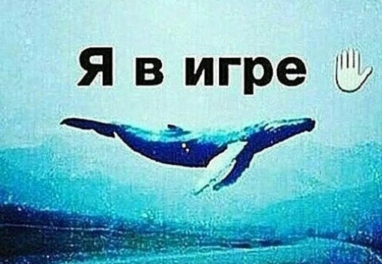 Полиция задержала администратора суицидальной группы “Синий кит” в соцсетях