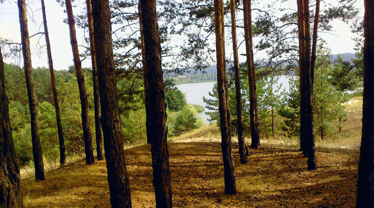 На Киевщине запланировали создание лесной охраны