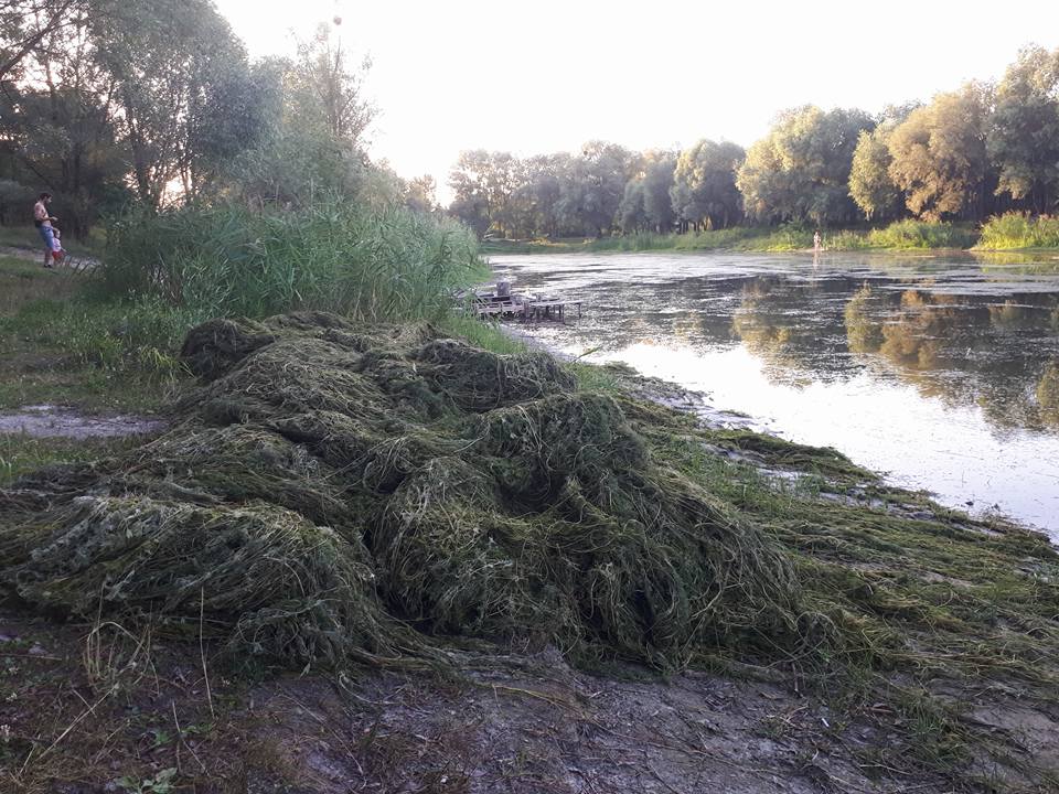 Коммунальщики приступили к расчистке столичных озер от водорослей (фото)