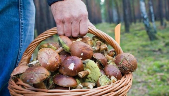 За сутки в Киеве отравились грибами 6 человек