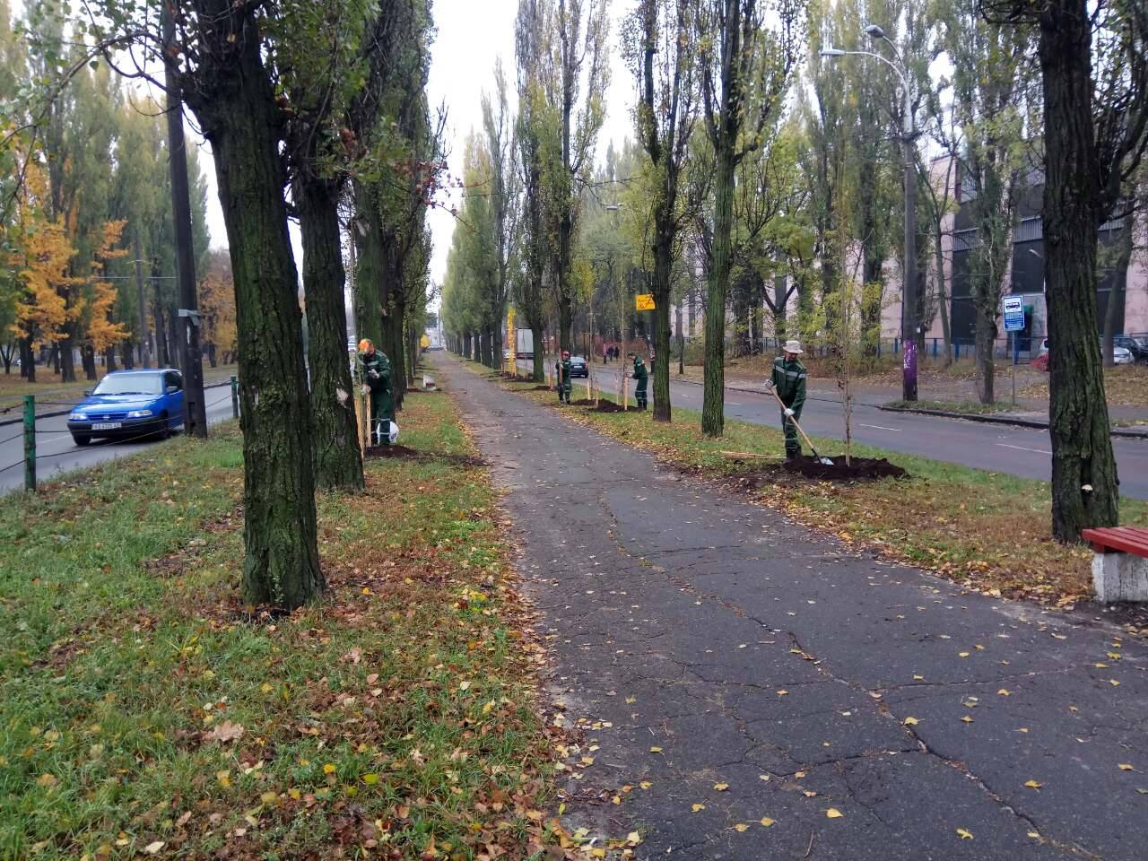 Вдоль бульвара Вацлава Гавела в Киеве высадили 450 тополей, не создающих пуха