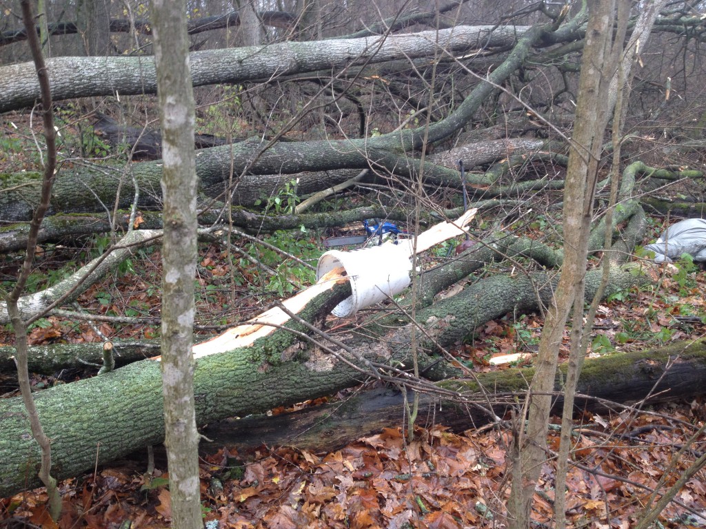На Киевщине упавшее от ветра дерево насмерть задавило женщину-грибника (фото)