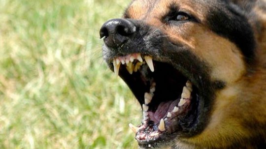 За год патрульные Киева зарегистрировали 25 нападений собак на людей