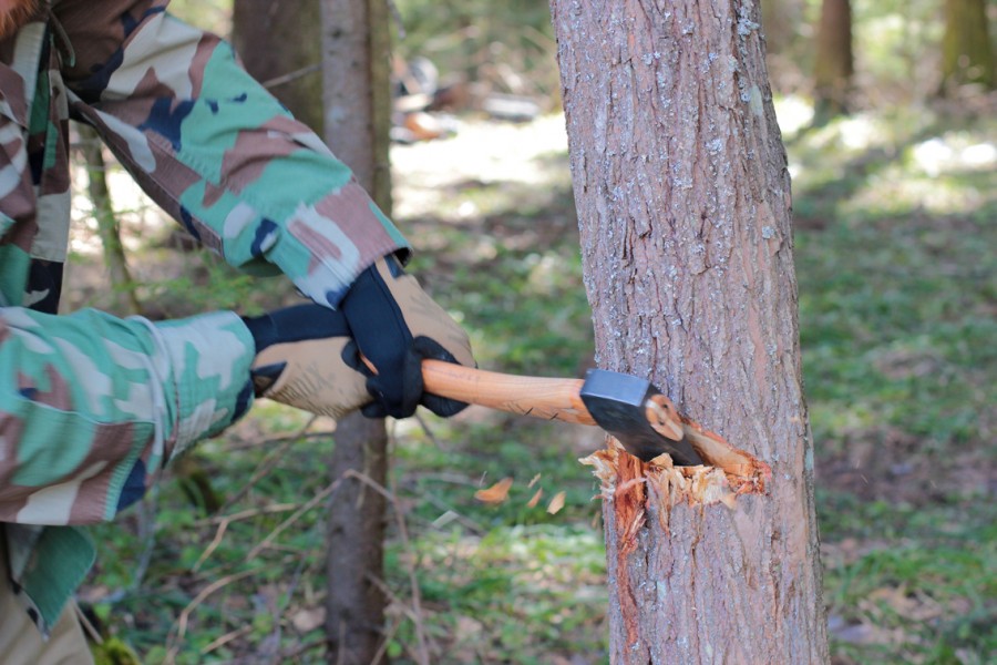 За вырубку деревьев на Киевщине лесничему придется заплатить более 350 тыс. гривен