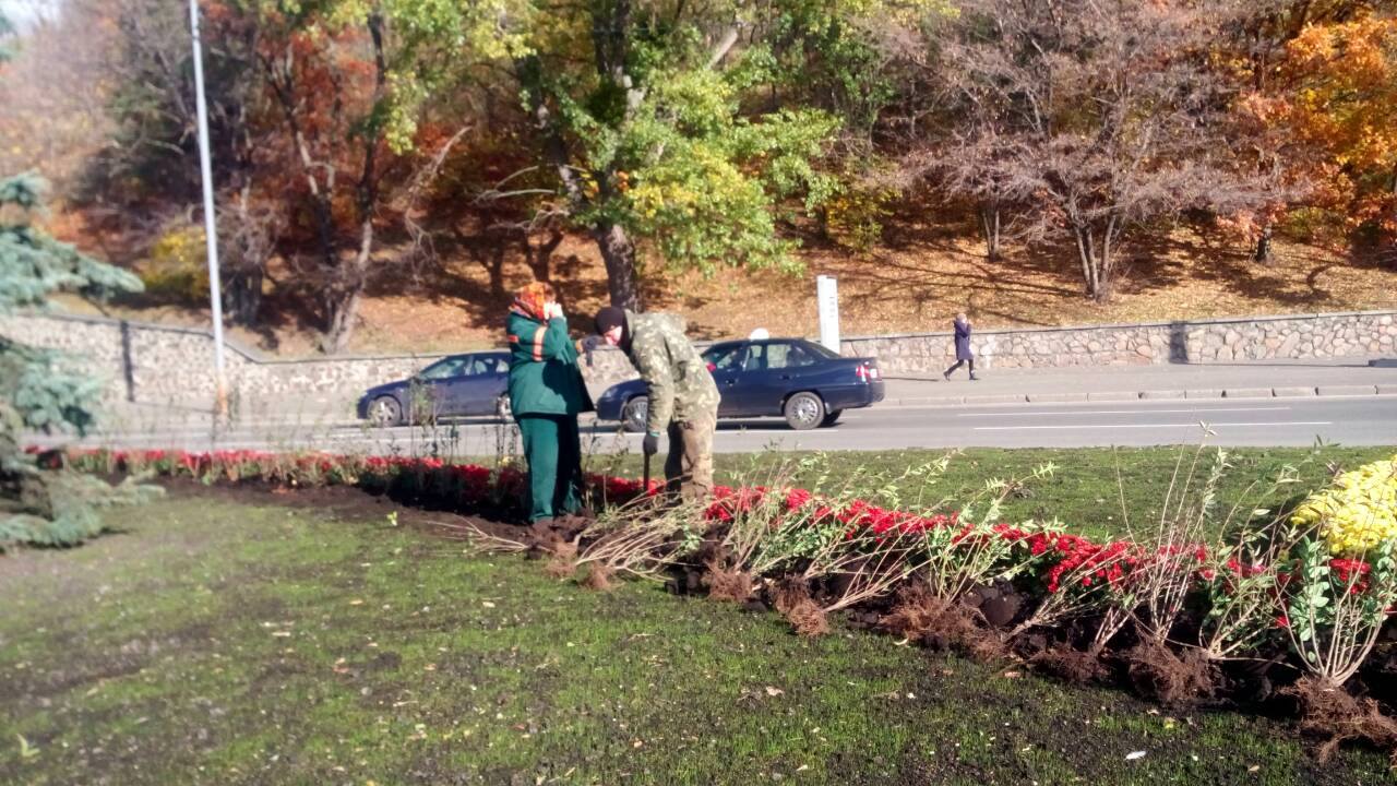 На площади столичного Печерска высадили 1100 кустов бирючины (фото)