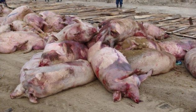На Киевщине зафиксировали вспышку африканской чумы свиней