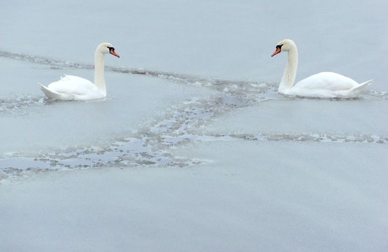 На пруду в Белоцерковском районе спасали вмерзших в лед лебедей