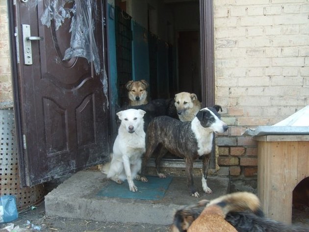Правоохранители Киева игнорируют случаи жестокого обращения с животными