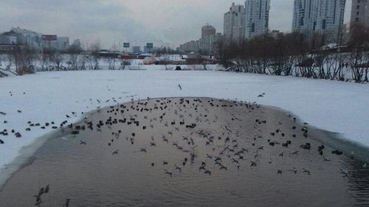 В Дарницком районе Киева безнаказанно уничтожаются озера