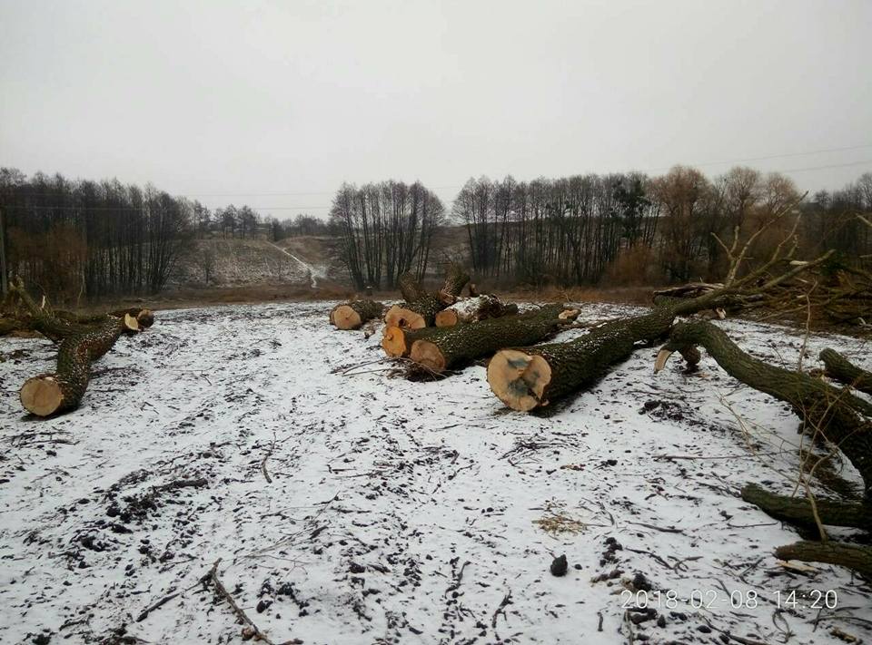 В Сквирском районе Киевщины зафиксирована незаконная вырубка деревьев (фото)