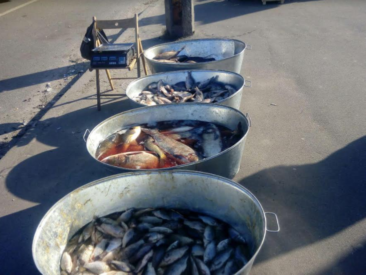 Киевский рыбоохранный патруль на рынке Киева обнаружил 146 кг бесхозной рыбы (фото)