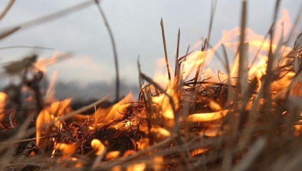 Киевлян предупреждают о чрезвычайном уровне пожароопасности