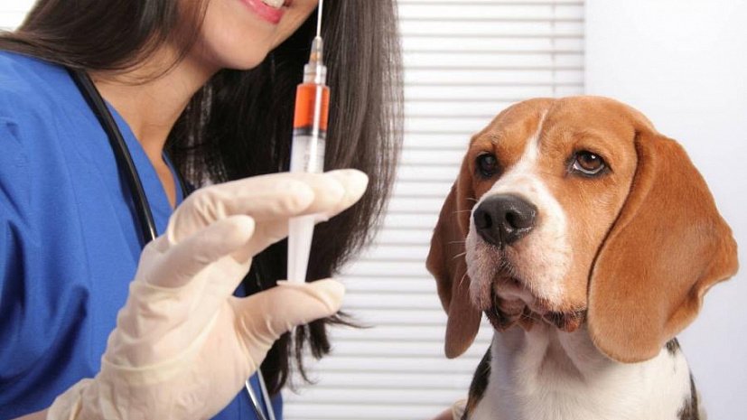В Голосеевском районе столицы проведут бесплатную вакцинацию животных против бешенства