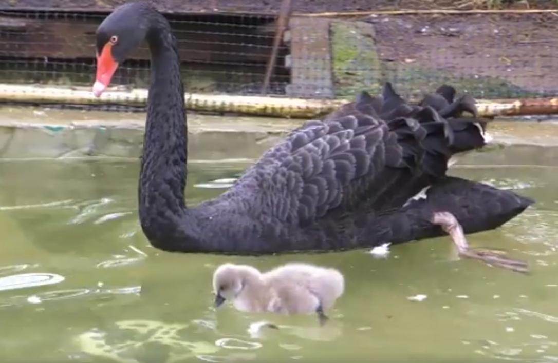 У пары черных лебедей в Киевском зоопарке появились птенцы (видео)