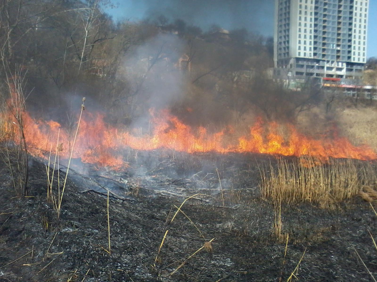 На Совских прудах в Киеве пылает сухая трава: огонь охватил берега целого водоема