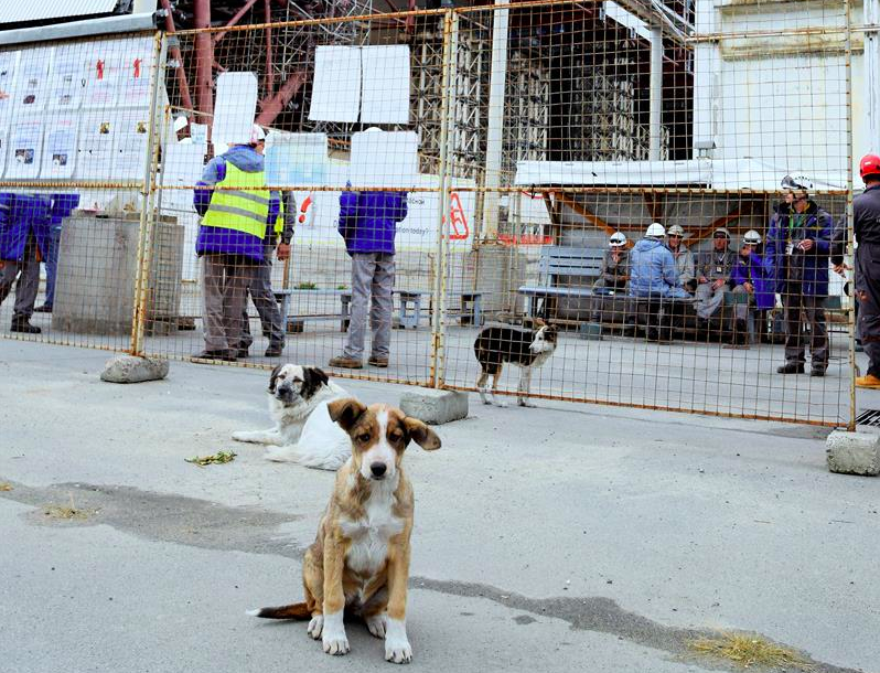 Американский “Фонд чистого будущего” запустил кампанию по сбору средств для помощи бездомным собакам Чернобыля