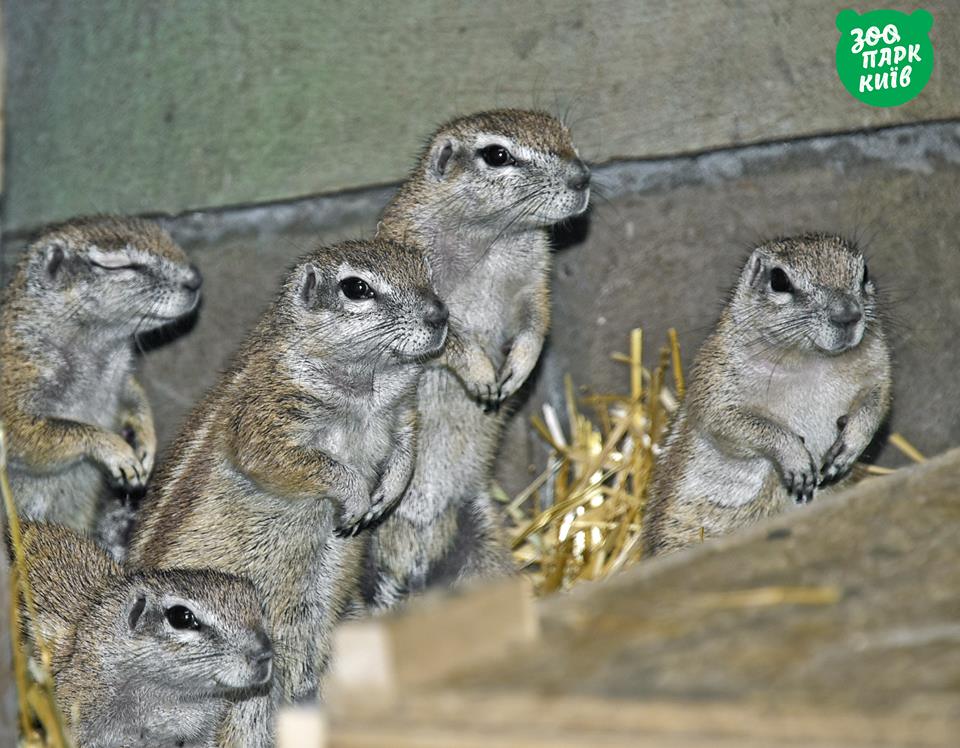 В Киевском зоопарке поселилась семья африканских земляных белок (фото)