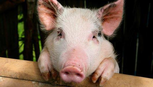На Киевщине снова обнаружена африканская чума свиней