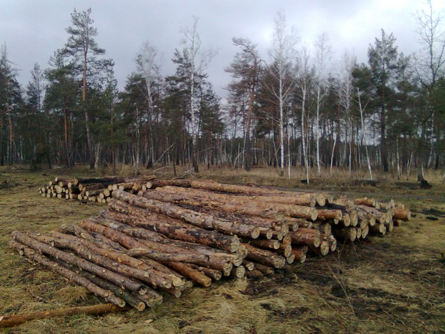 Нардеп Ильенко требует вернуть Быковнянский лес в коммунальную собственность Киева