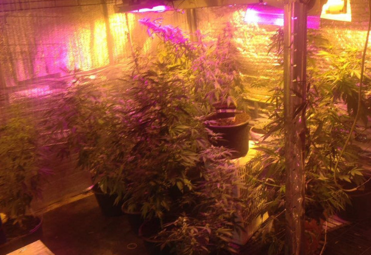 В Броварах полиция обнаружила лабораторию по выращиванию конопли