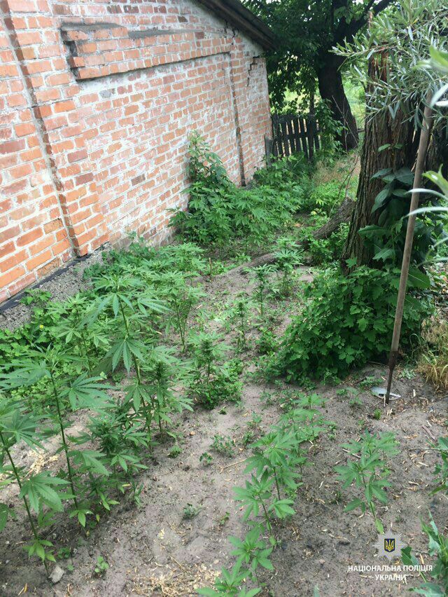На Киевщине обнаружены незаконные посевы конопли и мака