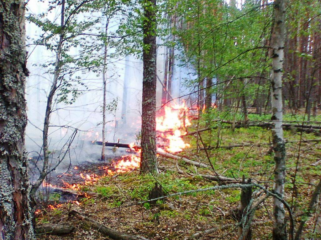 Спасатели Киевщины вовремя остановили пожар в Чернобыльской зоне