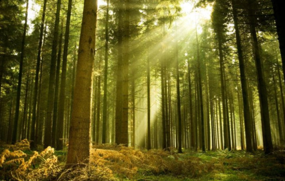 В госсобственность вернули лесной участок в Броварском районе стоимостью 1,5 млн гривен