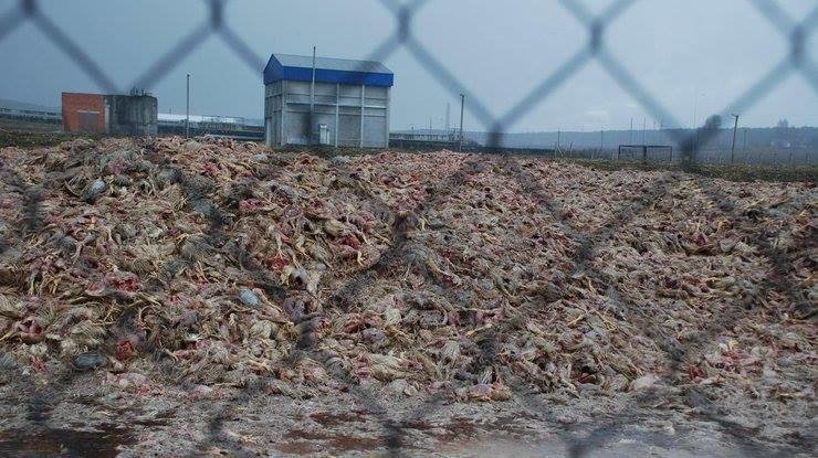 При проверке агрохолдинга “Комплекс Агромарс” обнаружено 230 тонн отходов животного происхождения на асфальте
