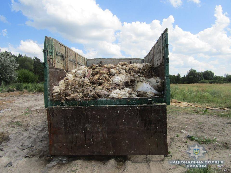 На Броварщине местное предприятие загрязняло земли тушками мертвых кур (фото)