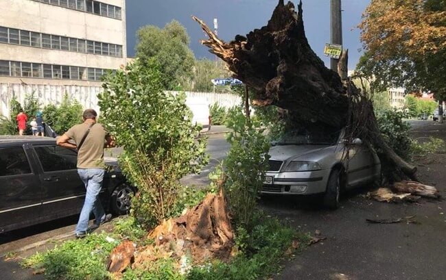 Непогода в Киеве повалила почти 70 деревьев (фото)