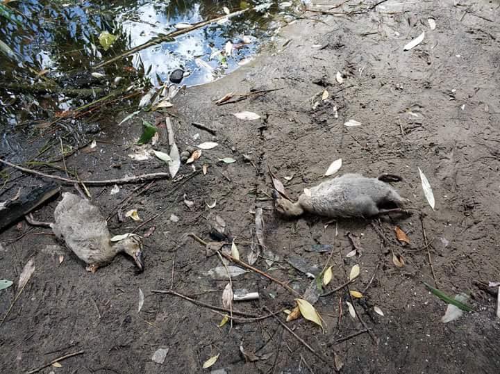Специалисты обнародовали первые результаты экспертизы погибших на столичном озере уток