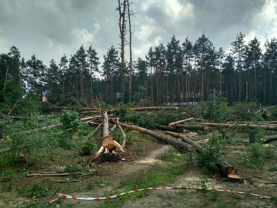В Гостомеле неизвестные под защитой “титушек” на глазах у местных жителей вырубили лес (фото, видео)