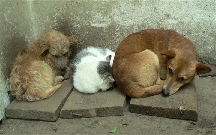 Власти Киева скрывают данные о регуляции численности бездомных животных в столице