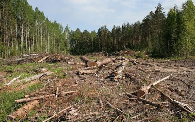 Киевсовет запретил сплошную вырубку столичных лесов