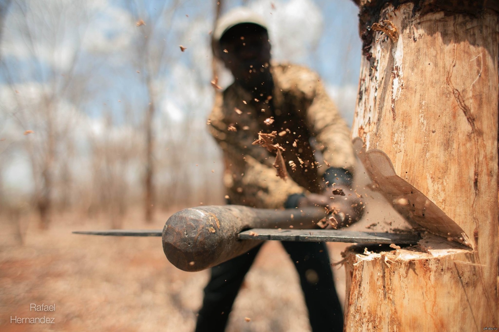 Бучанскому лесу грозит вырубка