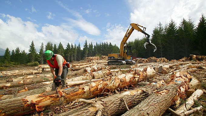 Кличко просят остановить массовую вырубку лесов в Дарницком ЛПХ