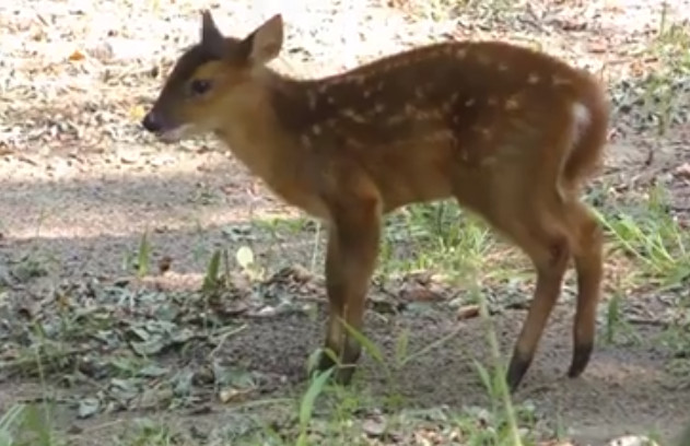В Киевском зоопарке в семье оленей мунтжаков появилось пополнение (видео)