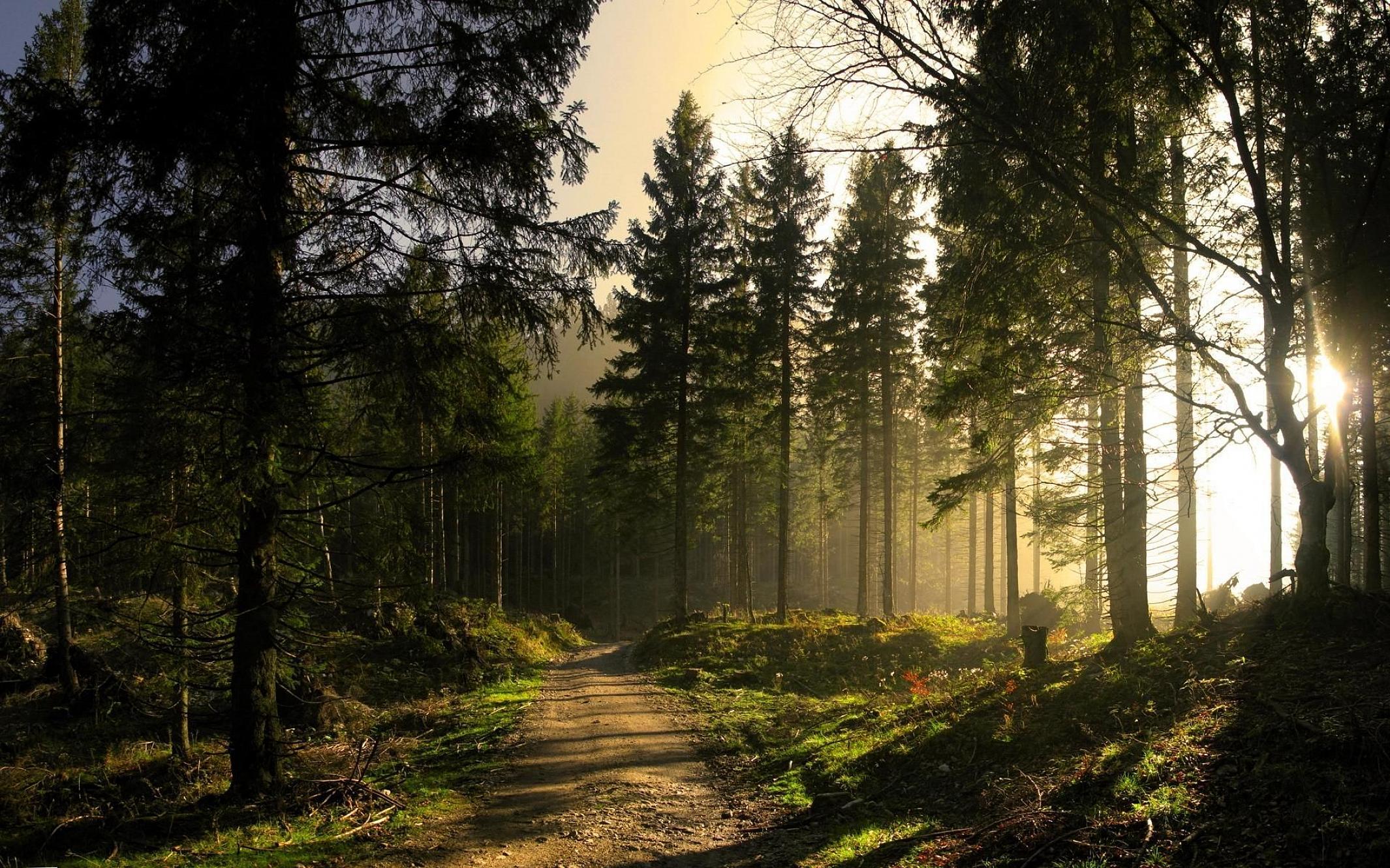 Границы Беличанского леса установят не раньше, чем через год