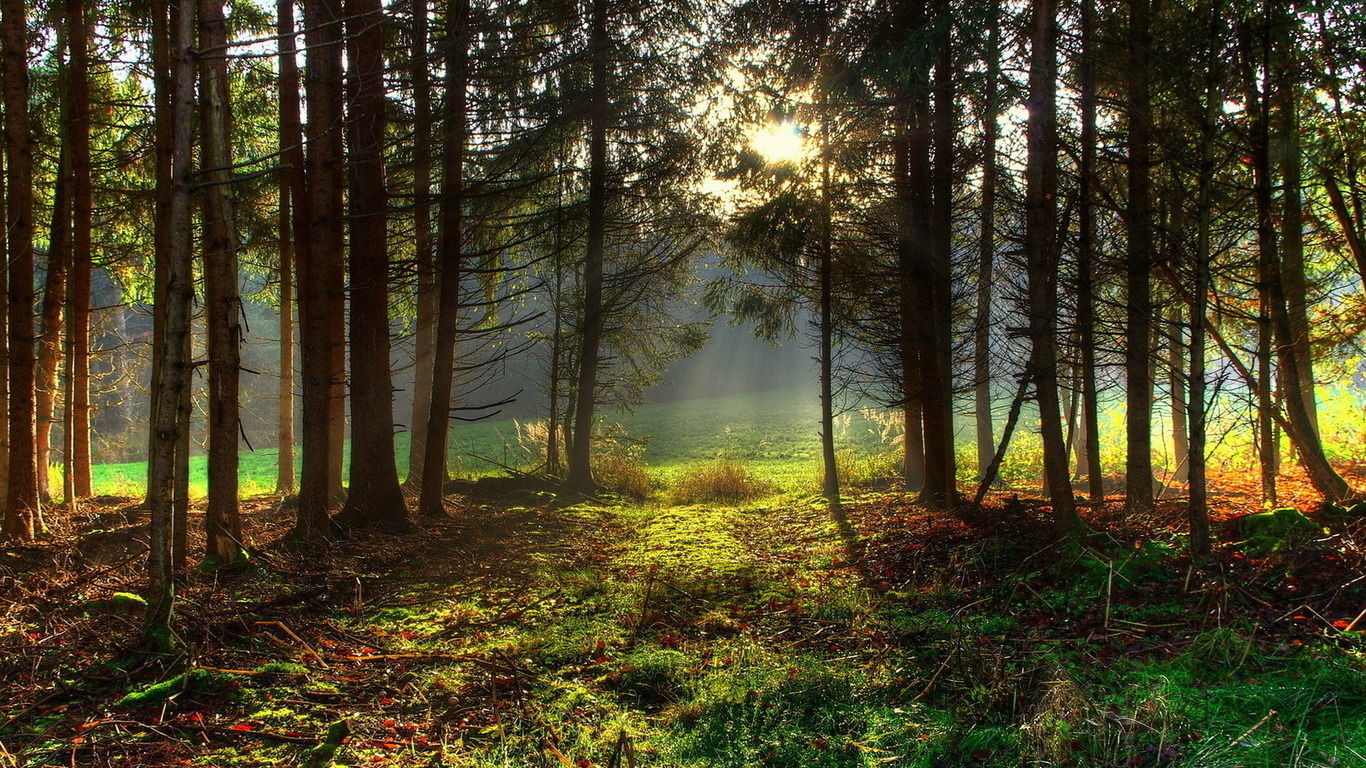 В госсобственность возвращено 60 га леса в Бориспольском районе